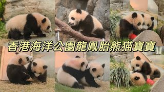 18.2.25香港海洋公園大熊貓龍鳳胎寳寶「家姐」與「細佬」齊齊亮相