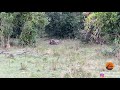 Python Constricts Leopard As It Fights Back!