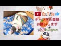 【4ヶ月】キャットトンネルに大はしゃぎで遊ぶハチワレ子猫【ブリティッシュショートヘア】