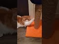 🐈 oops i m stuck 😬 😅 kintaroandkimikocatlife funnycatvideos pets catshorts