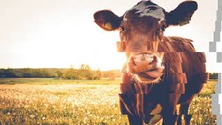 We Have A Wide Selection of Cow Magnets - MagnetSource.com
