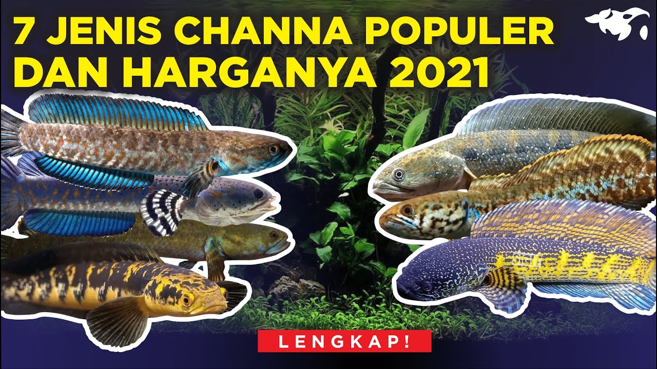 LENGKAP! 7 JENIS IKAN CHANNA / GABUS HIAS YANG POPULER DAN HARGANYA DI ...