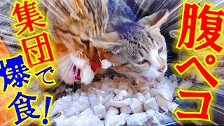 腹ペコな野良猫の集団が本能むきだしで爆食い！その凄まじい光景とは！