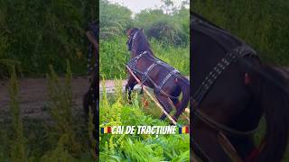 Cai de tracțiune #viral #foryou #india #cai #horses #tiktok #cavallo #shorts #expozițiecai