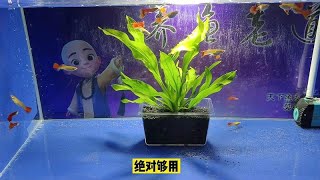 给五个鱼缸安装了鱼缸灯，花费不到一百元效果还不错，可能吗？