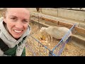 these lambs don t care about the due date... they are coming now vlog 699