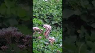 アサギマダラ(渡り蝶)フジバカマの吸蜜活動　成田山不動寺　福岡県