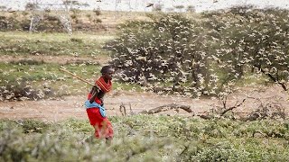 Uganda on alert as Kenya struggles to stop locust swarms