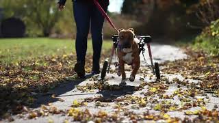 Disabled Rescue Dog with Zero Applications Finally Gets Adopted!