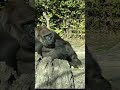 モモコさん、よく噛んで食べてますね 【上野動物園】 ゴリラ gorilla