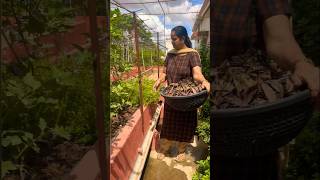 వంకాయ మొక్కలకి ఎండుటాకులు వేసాను #gardening #myterracegardentelugu #shortsvideo #everyone