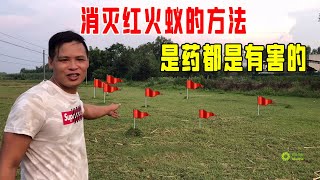 灭“红火蚁”用什么方法好？第一种慢性诱杀，第二种灭杀快又便宜，关键看个人的想法！【桥头小何】