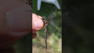 호주🦘 숲을 품은 아름다운 색체의 숲왕잠자리(Forest darner / Austroaeschna pulchra)