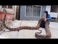 WOW !! ULAR SEBESAR INI DIBUAT MAINAN || BIG PYTHON FROM KEBUMEN INDONESIA