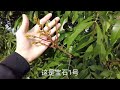 龍眼26個新品種開花了，露紅點了，期待龍眼新品種品質的評測 26 new varieties of longan are blooming