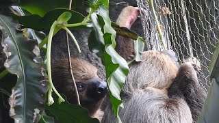 樹懶 一個睡 一個找吃 2022-4-22 1359 台北市立動物園 Taipei Zoo sloth