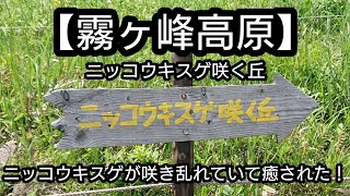 【霧ヶ峰高原】 ニッコウキスゲ咲く丘を歩いてみた‼️