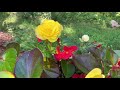 khmer garden usa flowers blooming in late september ផ្ការីកទៀតនៅចុងខែ9ហើយបេះកូនល្ពៅបានបី