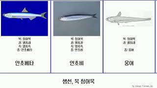 생선, 목 청어목 fish 정어리 안초비 Gallagher 준치과 청어아목 밴댕이 이빨청어 청어과 Trinity 멸치속 멸치과 Jesse Shasta 대서양청어 안초베타