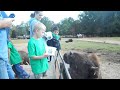 cody feeding water buffalo at lazy 5 ranch