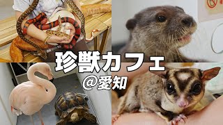 珍しい動物にさわれるカフェが楽しすぎた…！【愛知】