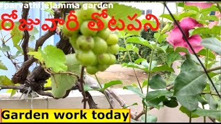 TODAY IN MY GARDEN WORK రోజువారీ తోటపని