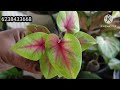 free plants വേണോ comment മാത്രം മതി... ക്രിസ്മസ് സ്പെഷ്യൽ ഓഫർ വേഗം വായോ combo offer sale video