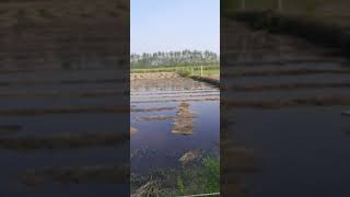 heavy rain destroyed paddy rice crop. #rice #farming #flood #heavyrain #farming #countryside