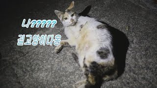 부부메모리얼)길냥이 일기#2 손타는 길냥이가 나타났어요!!