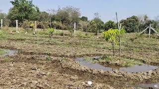 Chival, Pardi, Valsad,Gujarat, India.