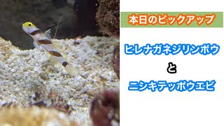 【水族館】生き物紹介♫ヒレナガネジリンボウとニシキテッポウエビの共生