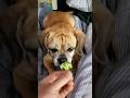 WATCH! Puggle LOVES Broccoli! #shorts #puggle #follow