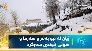 سیدەكان   ژیانی ئاژەڵداران لە نێو بەفر و سەرما و سۆڵی گوندی سەرگرد