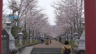 神奈川県・鎌倉市　鶴岡八幡宮の段葛の桜は満開（若宮大路）、そして三ノ鳥居→一ノ鳥居　 Kamakura city, Kanagawa