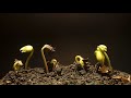 germination of bean seeds