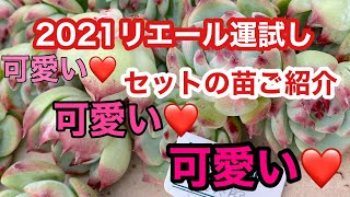 2021リエール運試しプチコマ3周年記念セット❣️可愛いリエール苗のご紹介❣️おまけ情報❣️