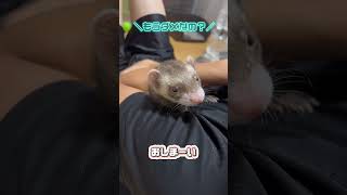 寝起きフェレットにバイトあげてみた〜可愛い寝起きアルくん\\( ¨̮ )/ #フェレット #ferret #ショート #shorts