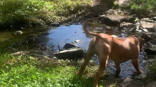 Big Boerboel Sully 10 Minutes of our Gully Walk