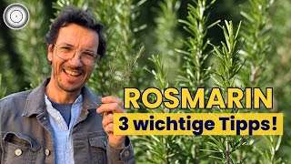 Why ROSEMARY MAKES me, you and insects HAPPY + simple information on cutting...