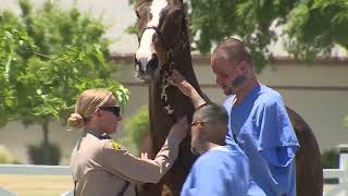 Prison horse program offers inmates a 'second chance at life' in the barn