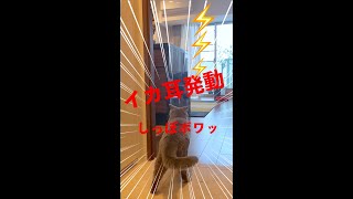 【イカ耳発動中】突然の雷雨にビビる猫さんしっぽボワっ #shorts