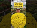 how to keep your fall mums alive