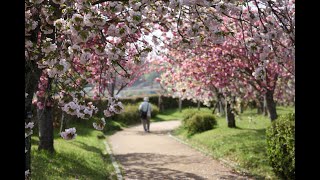 小野市 やなせ苑桜づつみ 2024