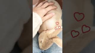 【うさぎ】甘えん坊なうさぎがお膝を登ってきた#うさぎ#rabbit#shorts