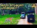 കർണാടകയിലെ കടുവ സങ്കേതം | Nanachi Safari | 4K UHD