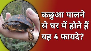 कछुआ पालने के 4 फायदे | kachua palne ke fayde | kachhua | kachua palan | kachua ghar me | Sea Turtle