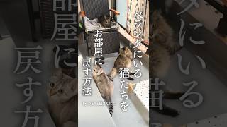 ベランダにいる猫を部屋の中に入れる方法