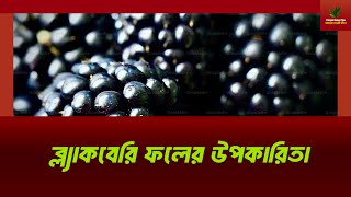 ব্ল্যাকবেরি ফলের উপকারিতা|Paharir Banaji Tips|পাহাড়ীর বনাজী টিপস