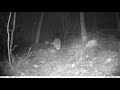 camera trap in hungary. part 1. wild boar and fox at the night forest.