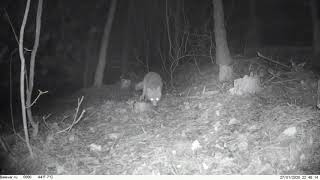 Camera trap in Hungary. Part 1. Wild boar and fox at the night forest.